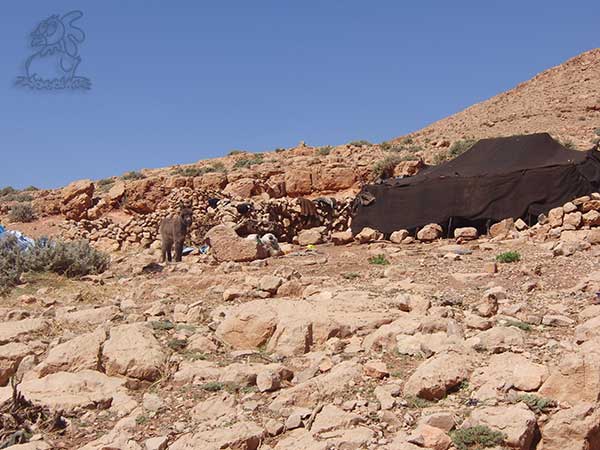 Tenda berbera